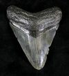Juvenile Megalodon Tooth - Georgia #20545-1